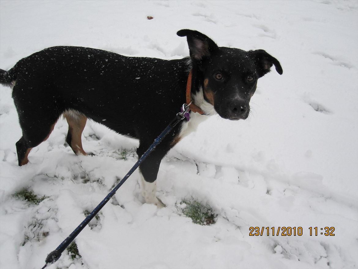 Blanding af racer Daisy billede 15