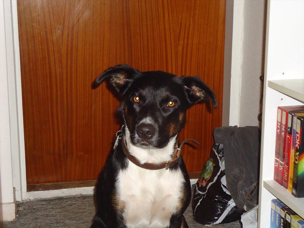 Blanding af racer Daisy billede 16