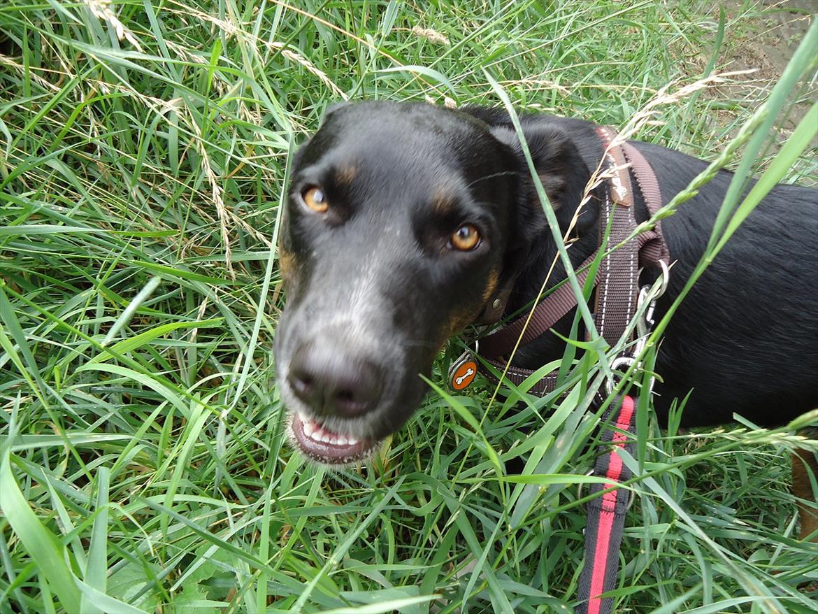 Blanding af racer Daisy billede 17