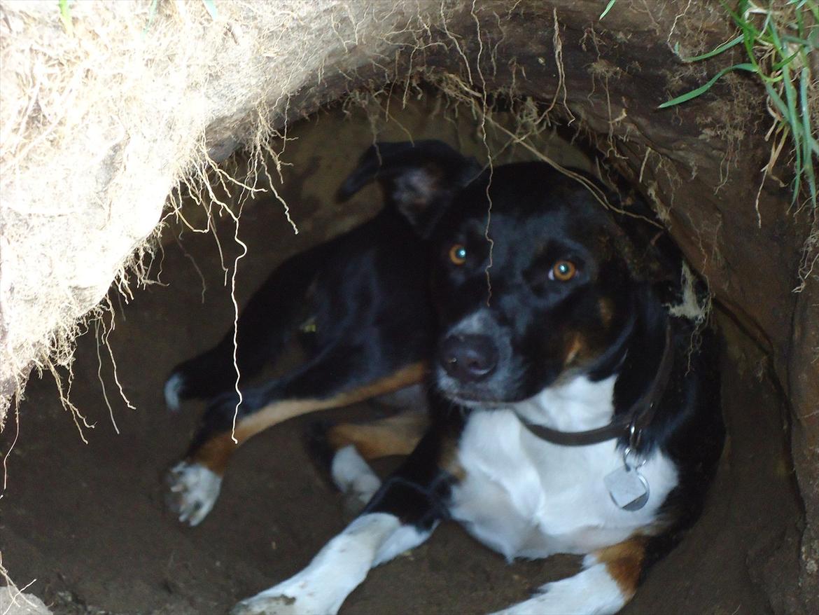 Blanding af racer Daisy billede 18