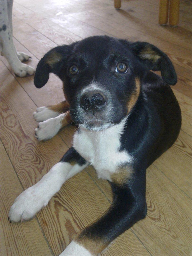 Blanding af racer Daisy billede 4