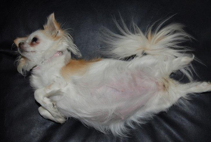 Chihuahua Daisy - 19/9 2011: Kun en uge til der kommer hvalpe :) billede 16