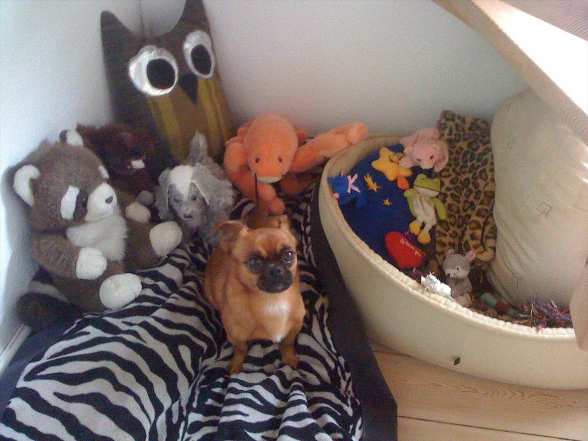 Blanding af racer Prins Richard II (Richie) billede 5