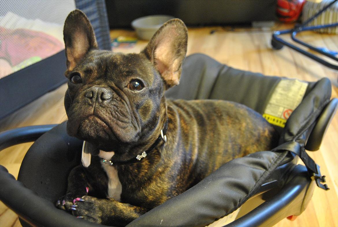 Fransk bulldog Bellis billede 10