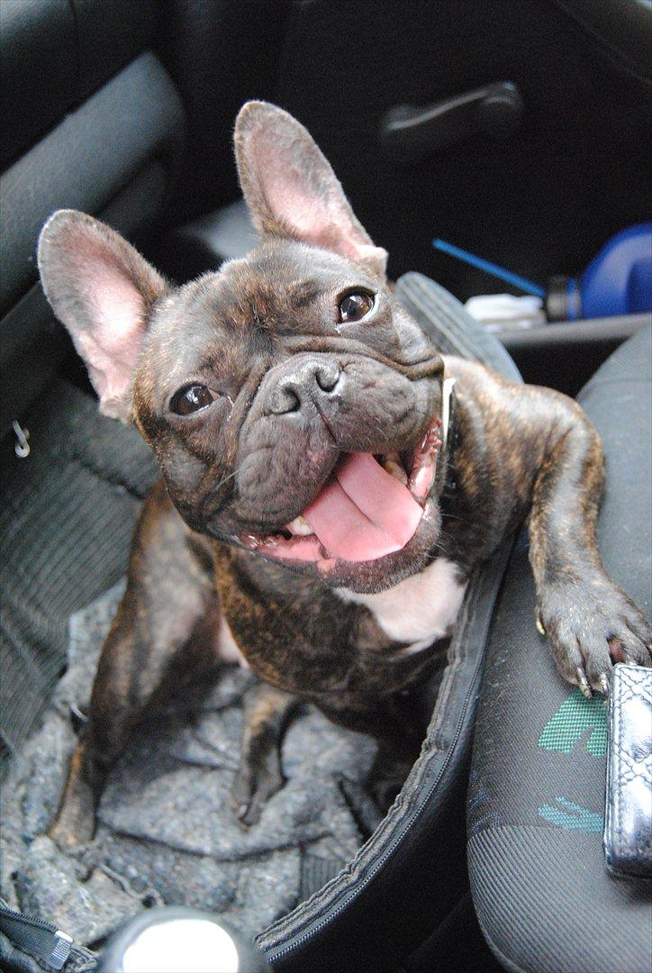 Fransk bulldog Bellis billede 11