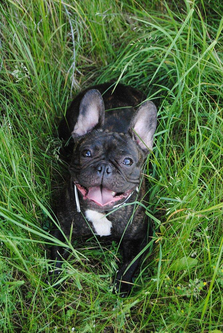 Fransk bulldog Bellis billede 1
