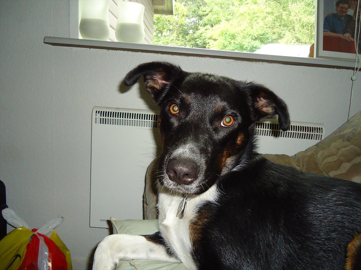 Blanding af racer Daisy billede 19