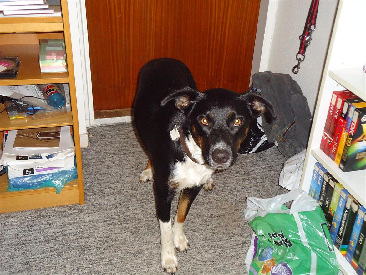 Blanding af racer Daisy billede 20