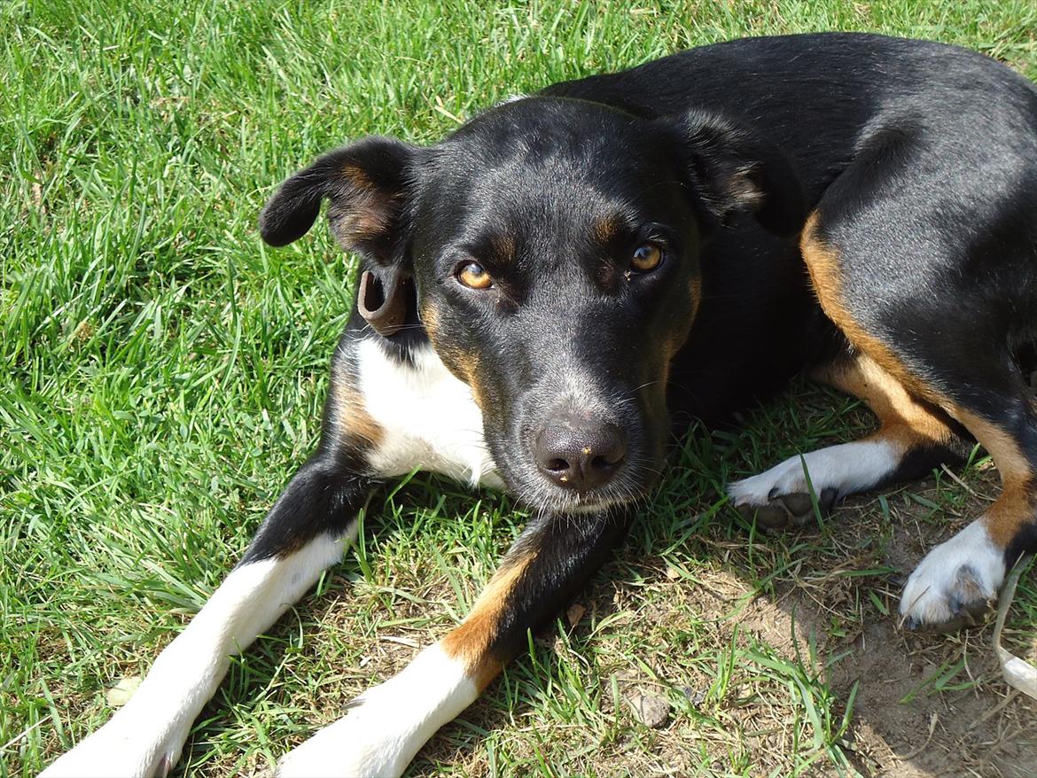 Blanding af racer Daisy billede 3