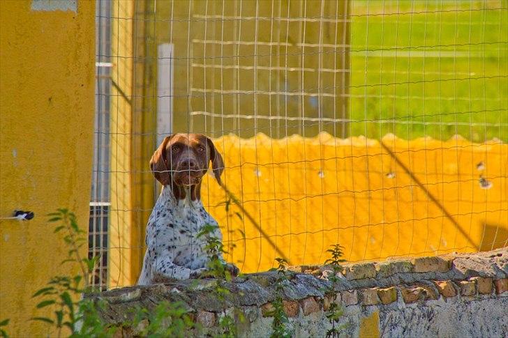 Gammel dansk hønsehund Nuggi - Nuggi holder øje fra hundegården :) billede 13