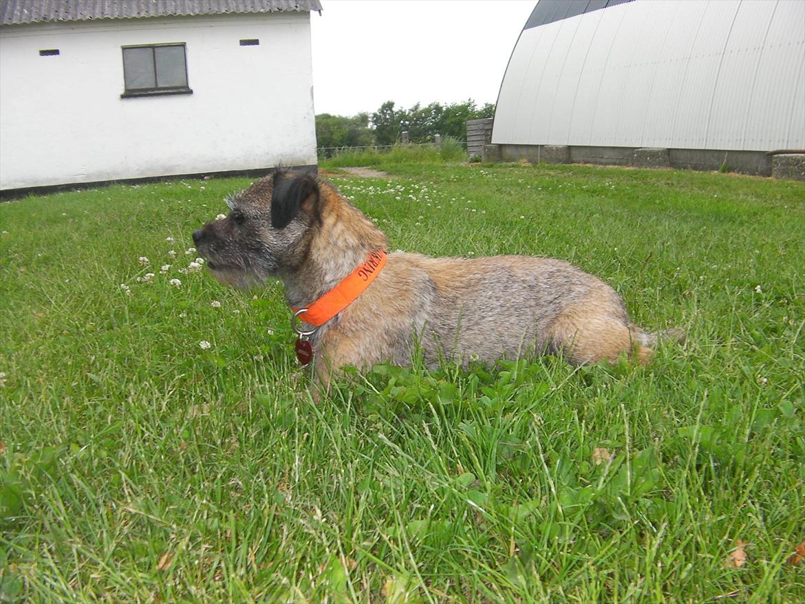 Border terrier Petit fleur (lykke) billede 15