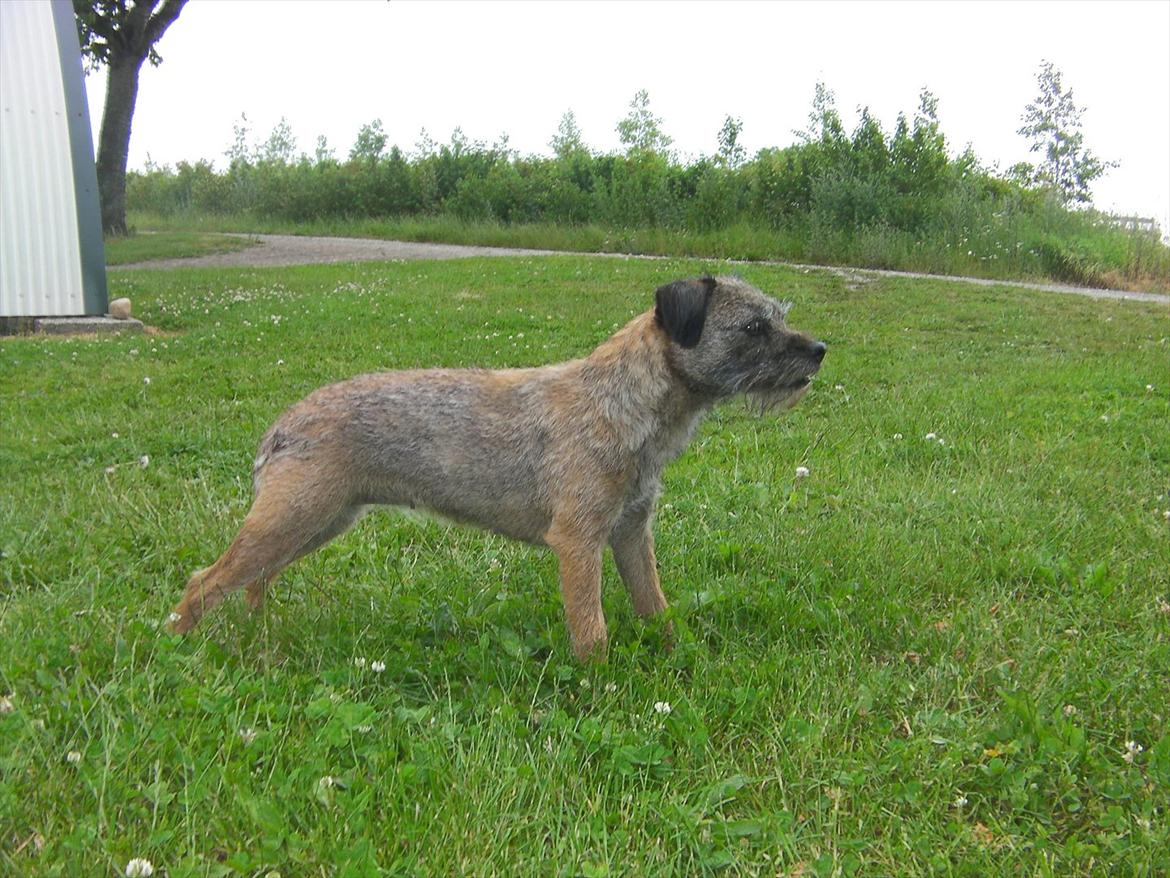 Border terrier Petit fleur (lykke) billede 16