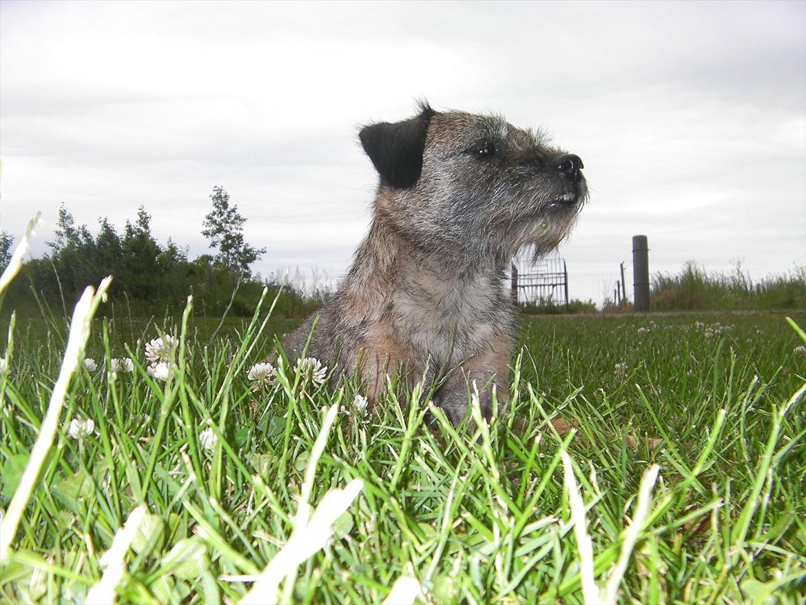 Border terrier Petit fleur (lykke) billede 17