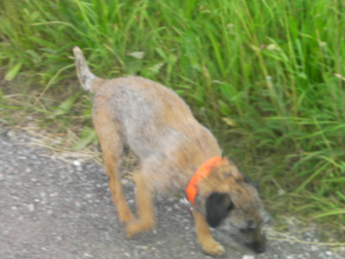 Border terrier Petit fleur (lykke) billede 18