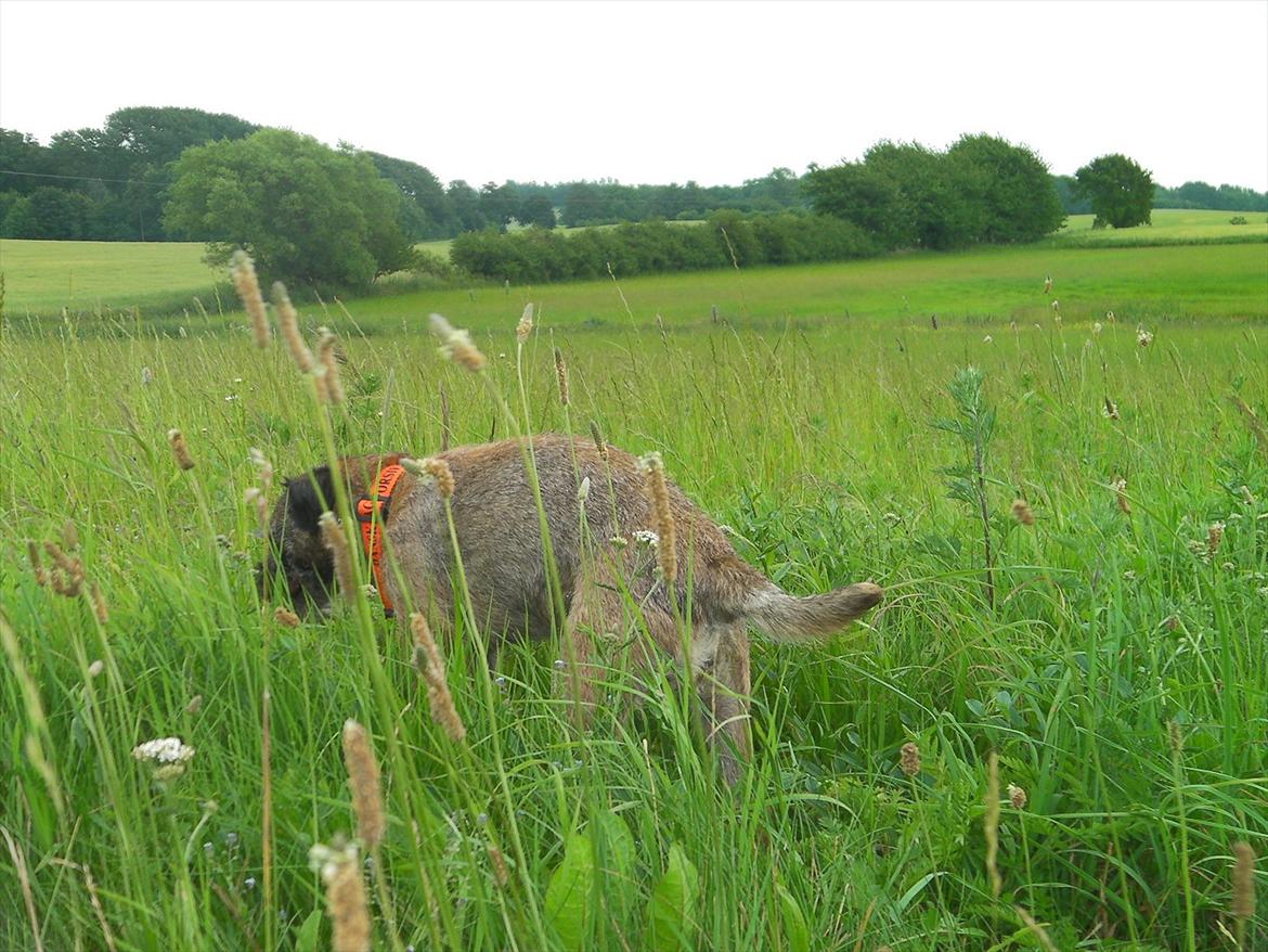 Border terrier Petit fleur (lykke) billede 19