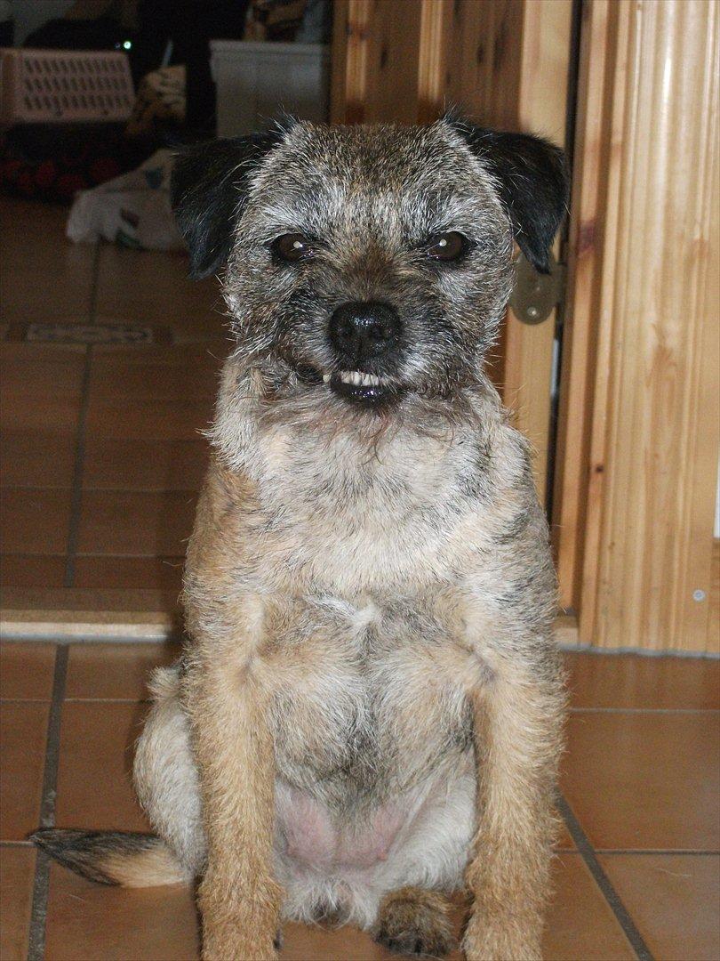 Border terrier Petit fleur (lykke) billede 20