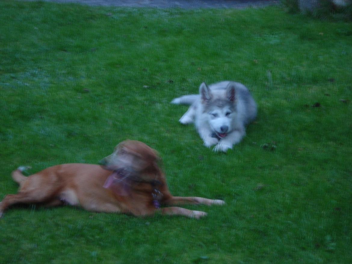 Alaskan malamute Niko - Så er det tid til pause, efter en laaaang legetur sammen med Molly.. billede 4