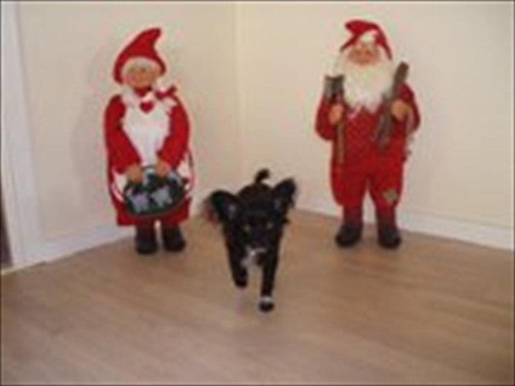 Blanding af racer Isabella billede 2