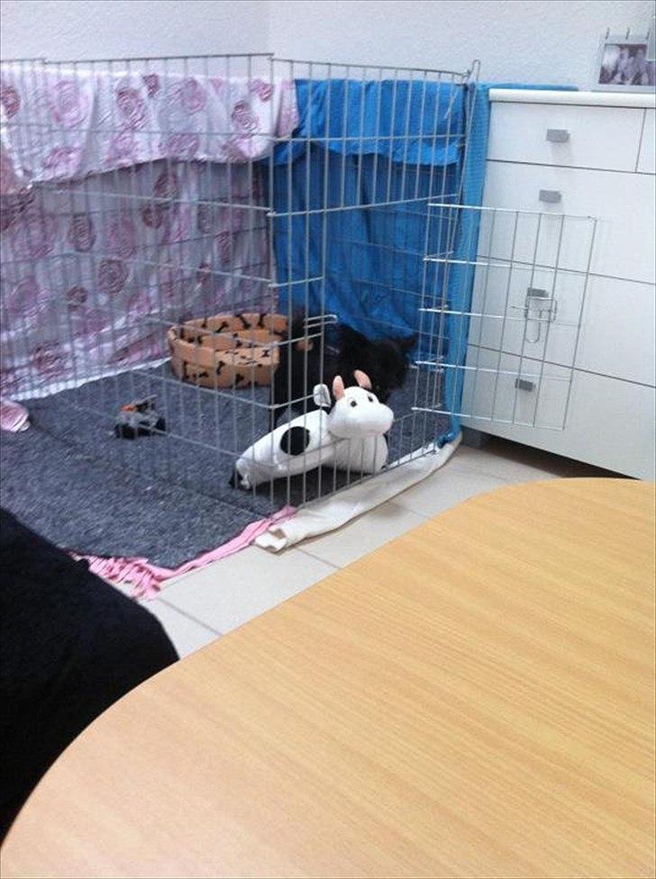 Blanding af racer Isabella billede 3