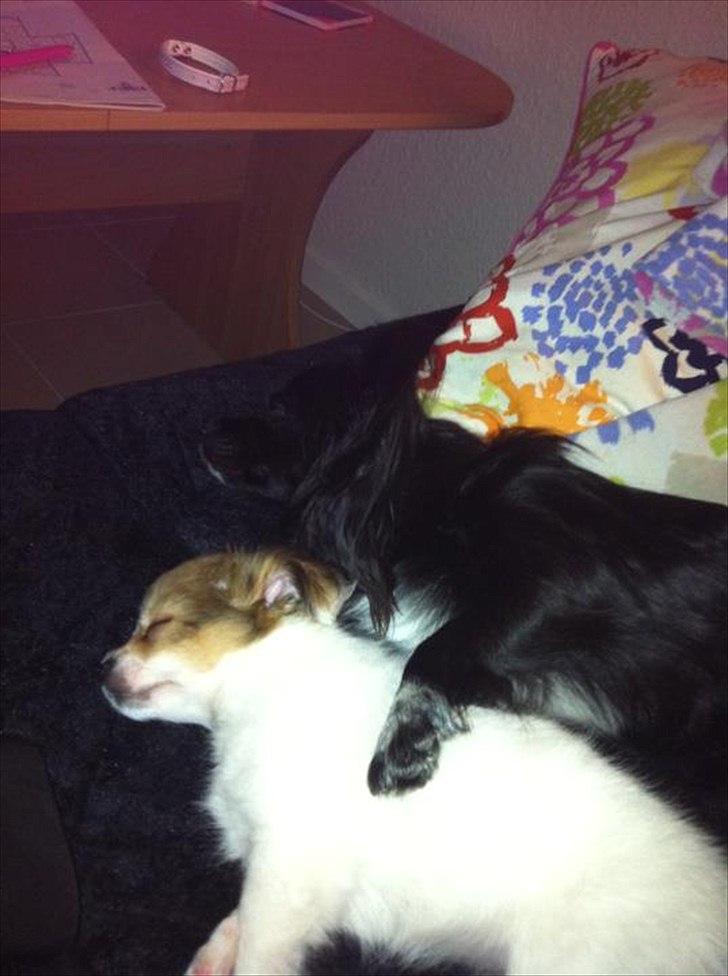 Blanding af racer Isabella billede 4