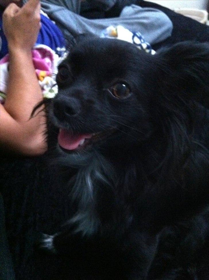 Blanding af racer Isabella billede 5