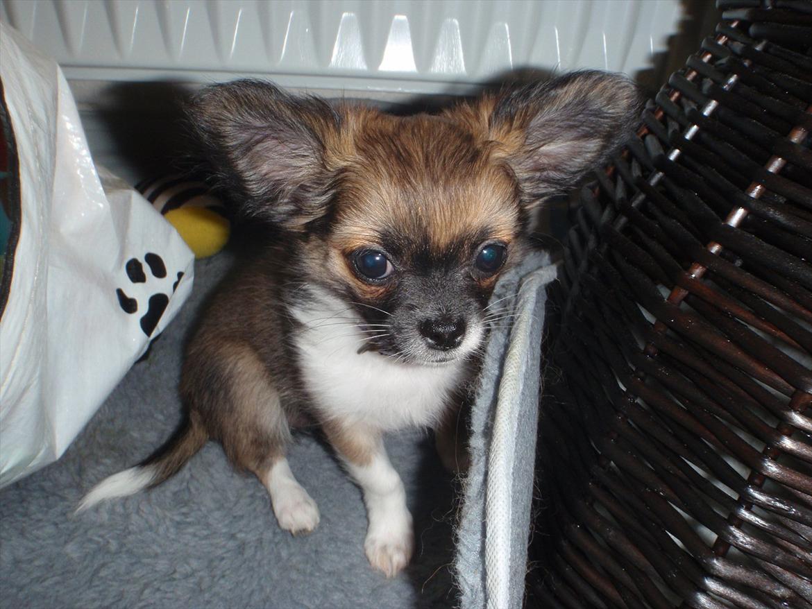 Chihuahua Martina´s Medina billede 2