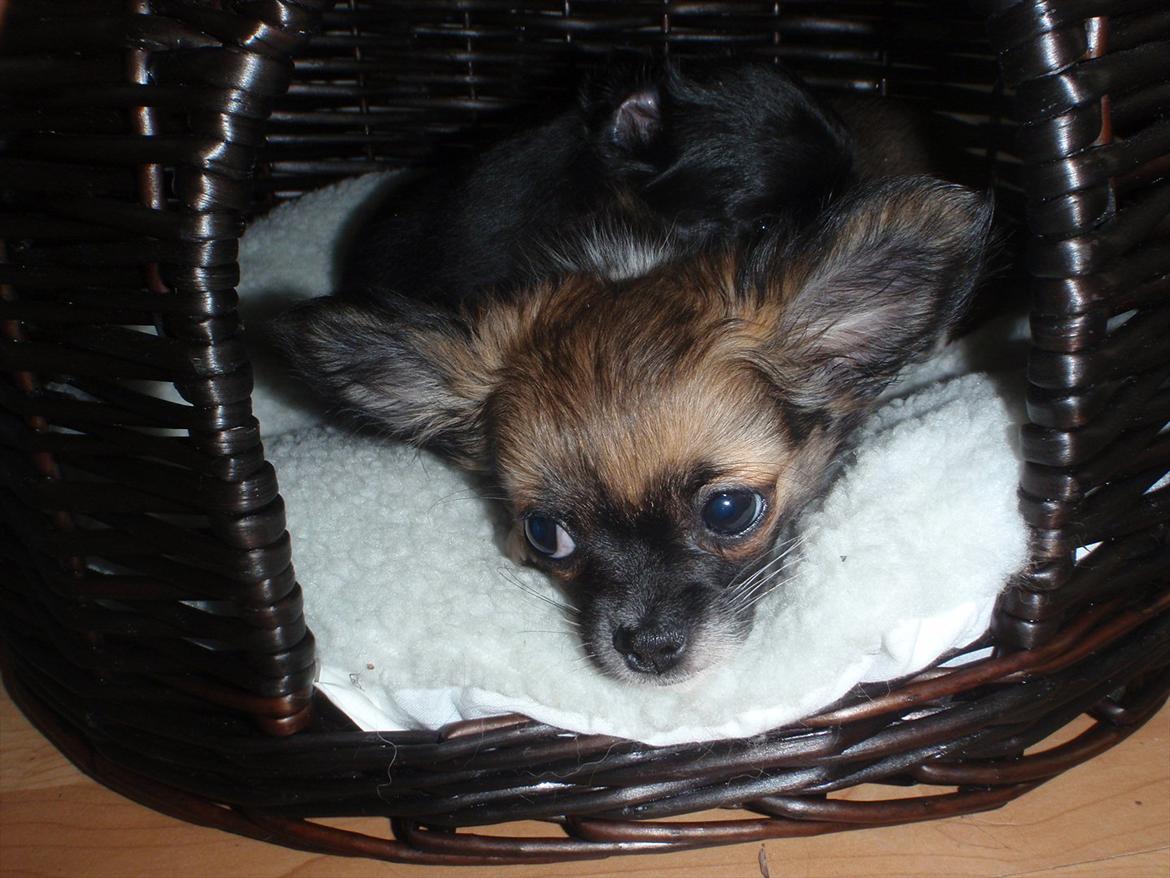 Chihuahua Martina´s Medina billede 3