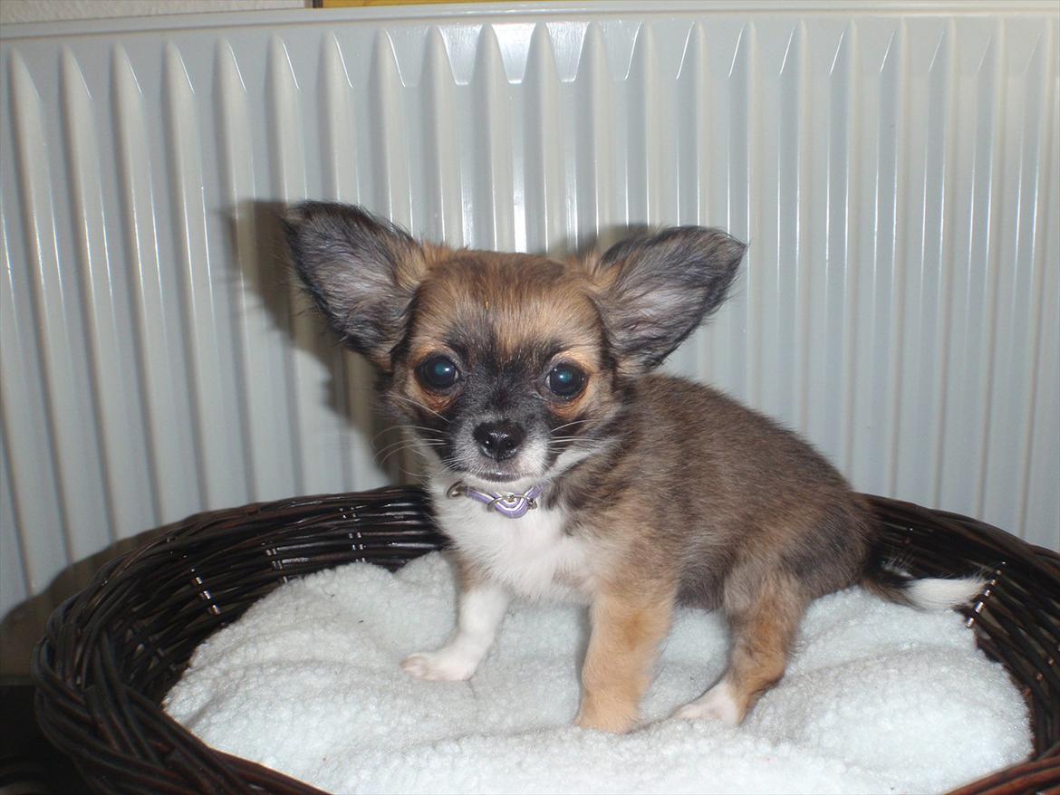 Chihuahua Martina´s Medina billede 4