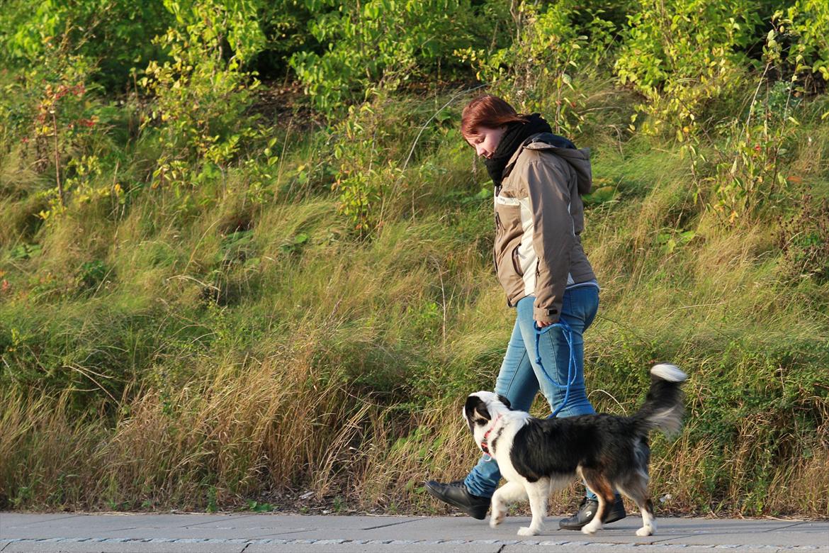 Islandsk fårehund Joey billede 1