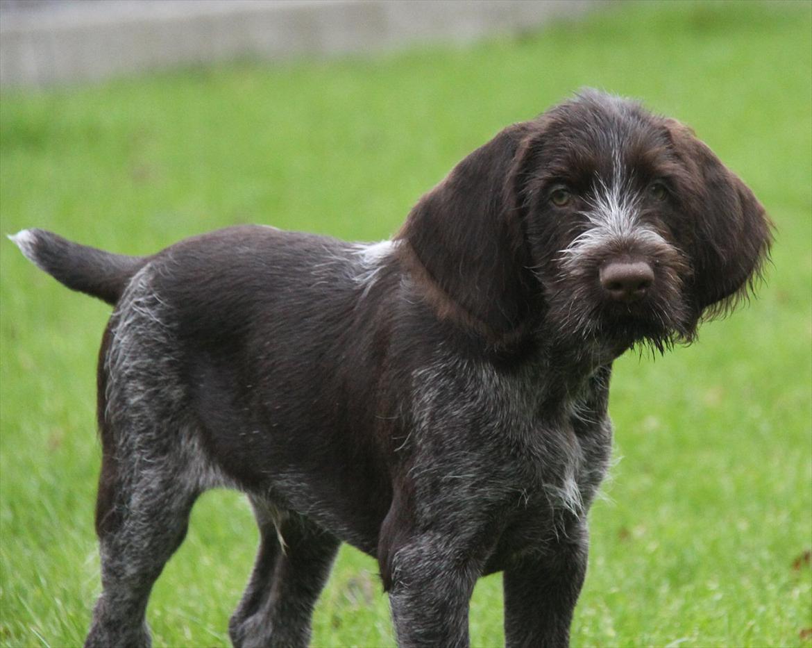 Ruhåret hønsehund Gørklintgårds Pablo billede 1