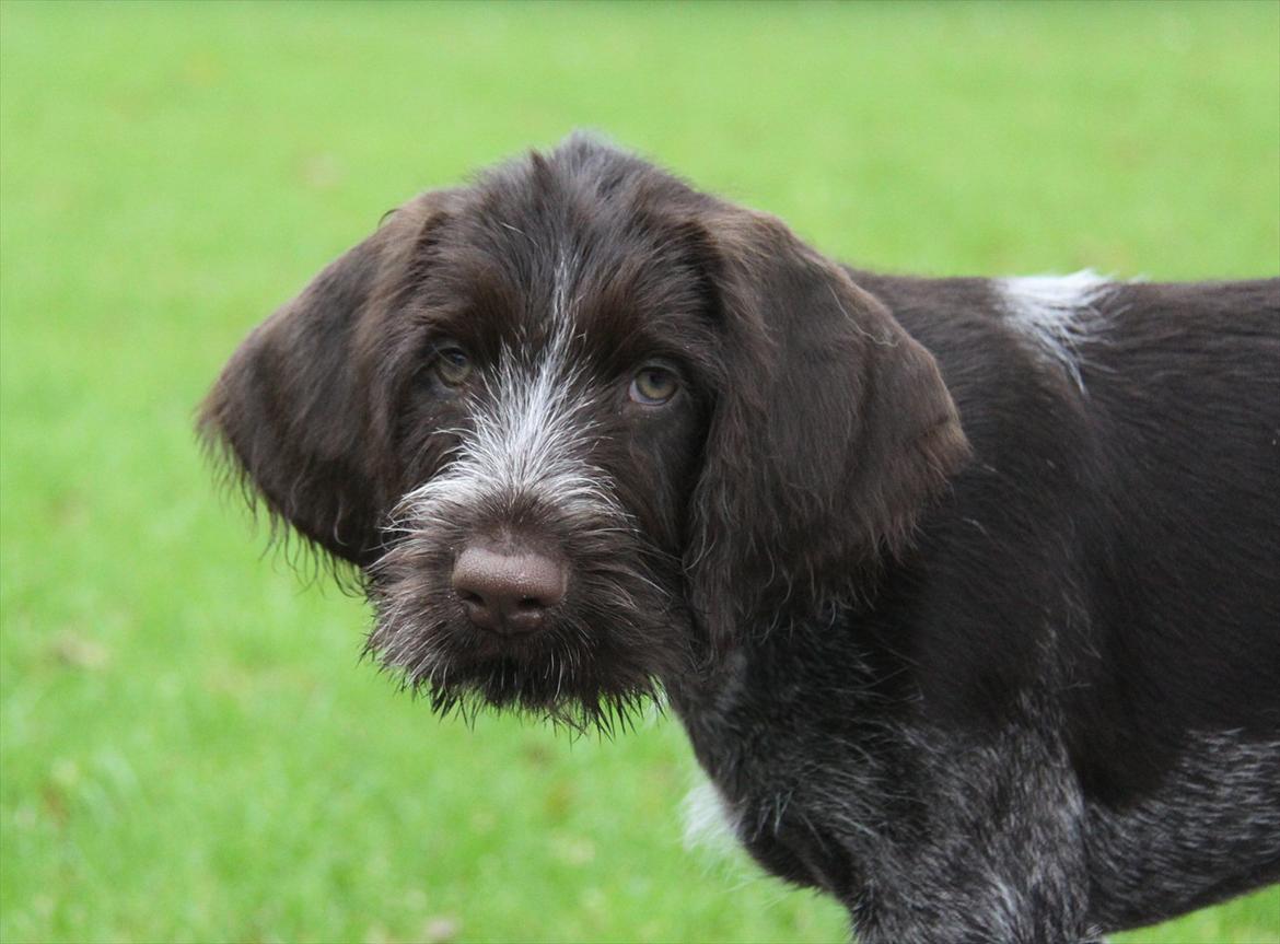 Ruhåret hønsehund Gørklintgårds Pablo billede 2
