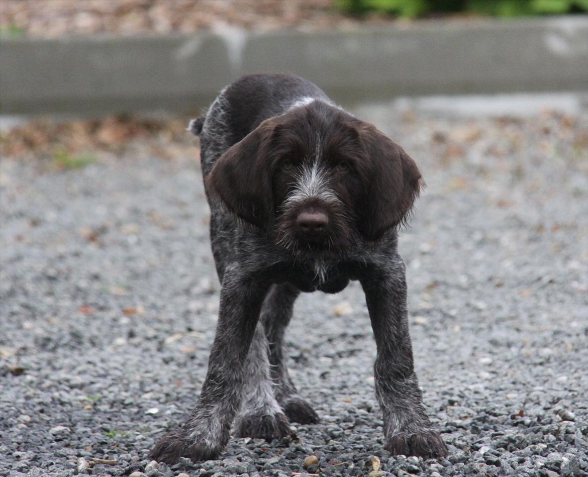 Ruhåret hønsehund Gørklintgårds Pablo billede 3