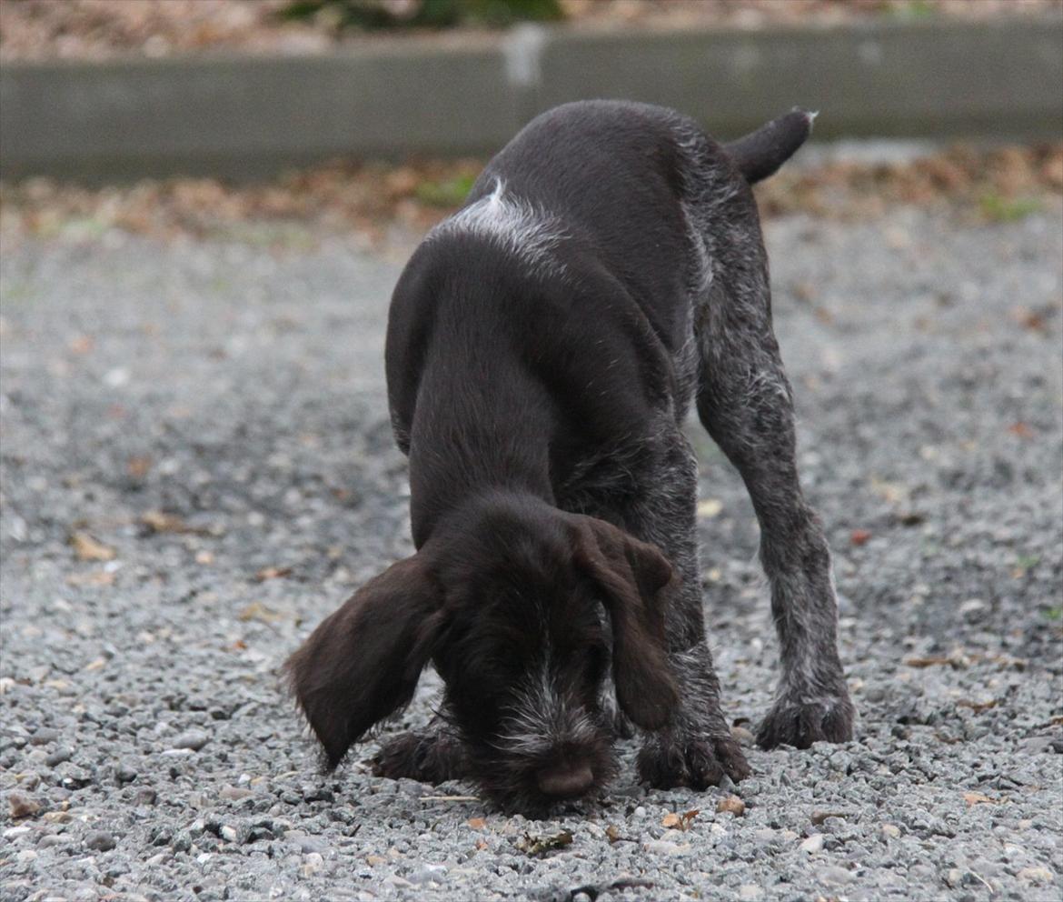 Ruhåret hønsehund Gørklintgårds Pablo billede 4