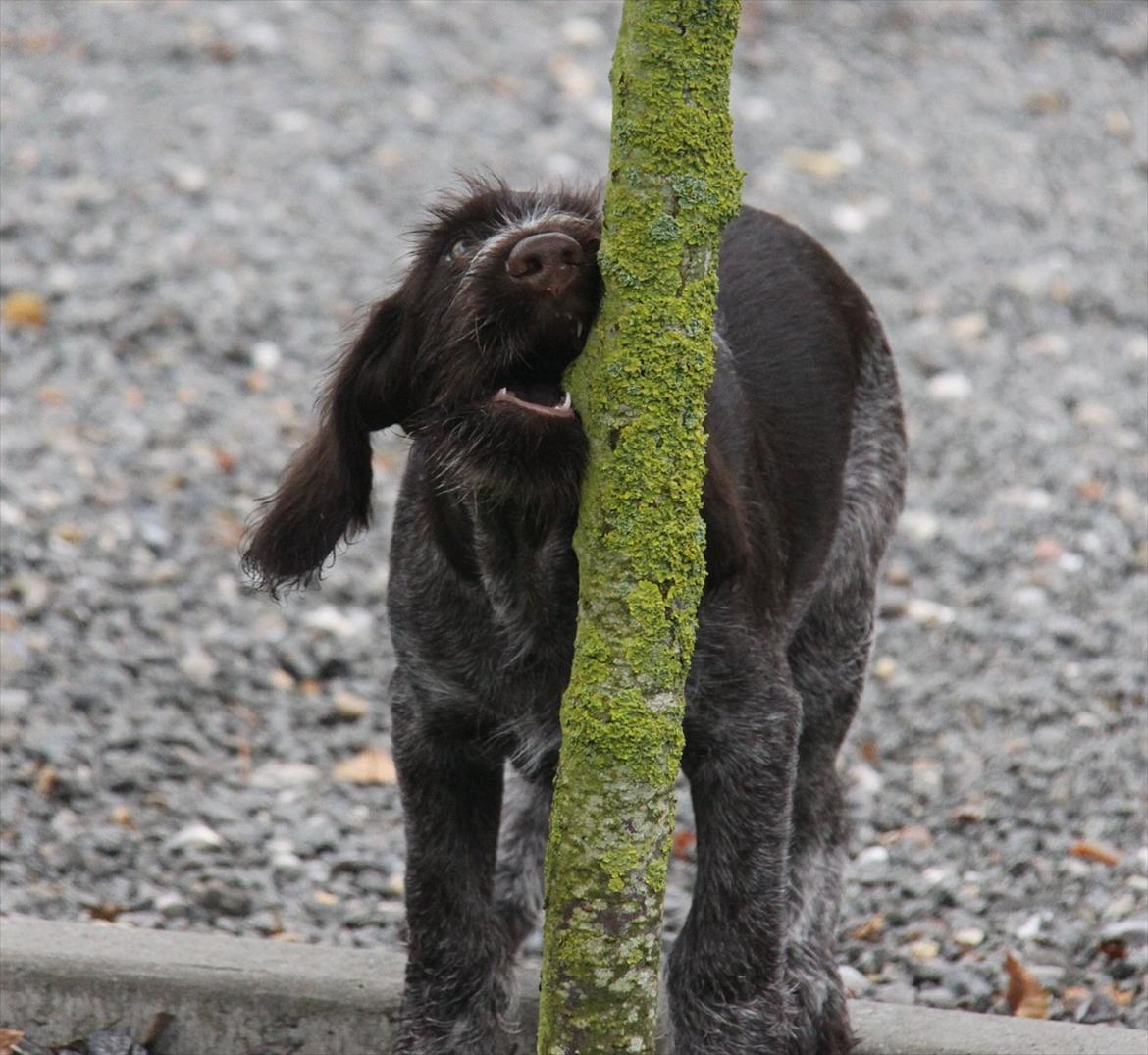 Ruhåret hønsehund Gørklintgårds Pablo billede 6