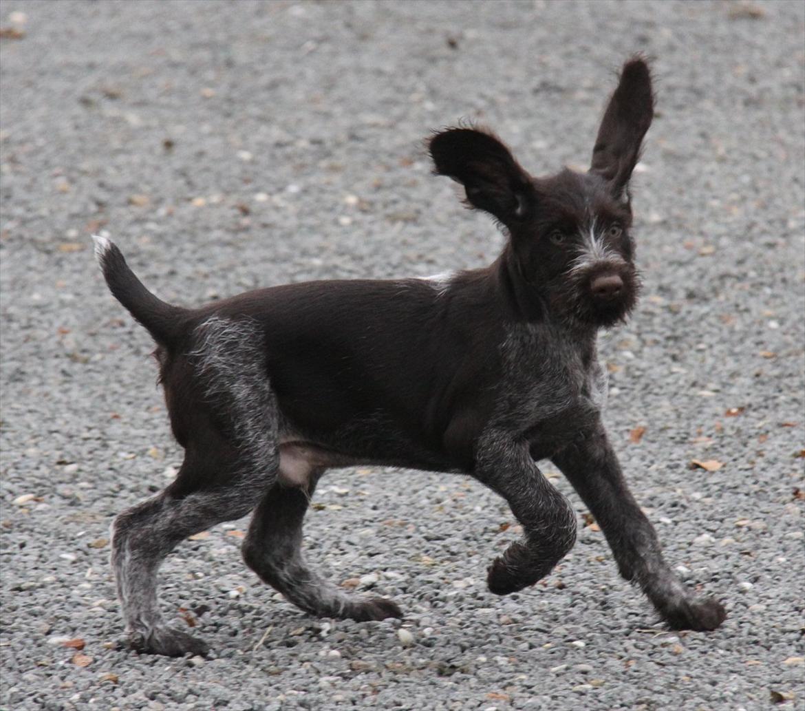 Ruhåret hønsehund Gørklintgårds Pablo billede 7