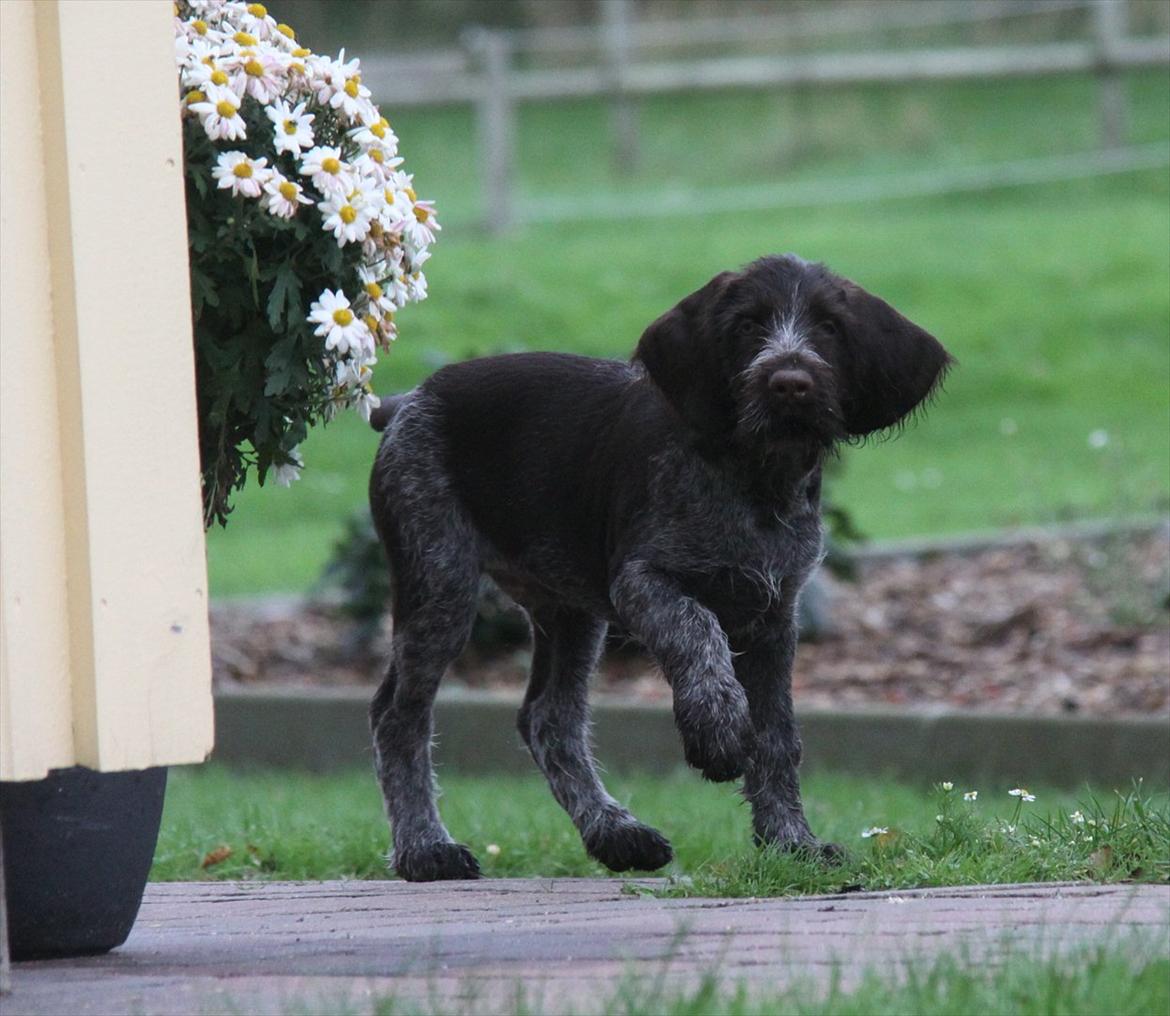 Ruhåret hønsehund Gørklintgårds Pablo billede 8