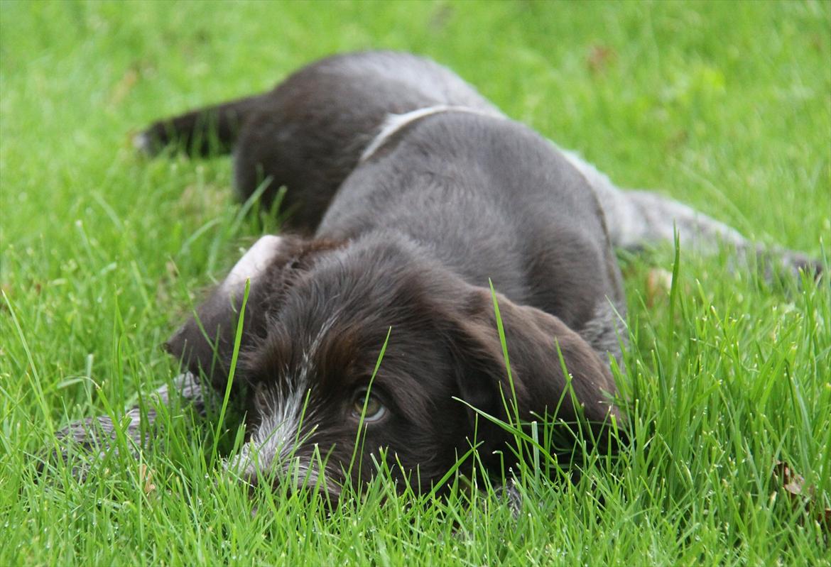 Ruhåret hønsehund Gørklintgårds Pablo billede 9