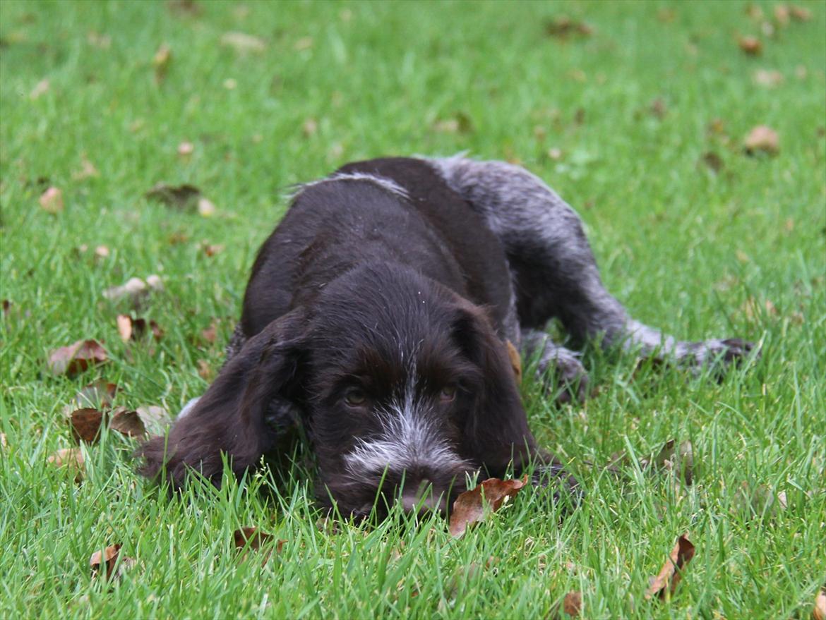 Ruhåret hønsehund Gørklintgårds Pablo billede 10