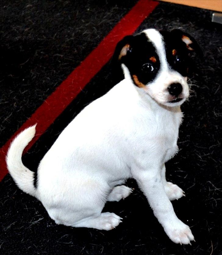 Dansk svensk gaardhund silke billede 8