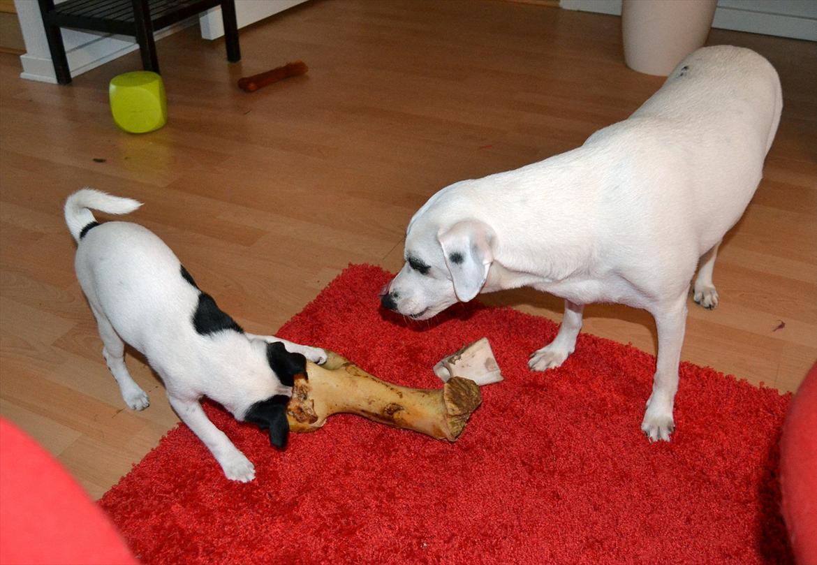 Dansk svensk gaardhund silke billede 10