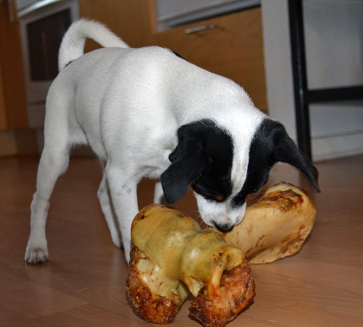 Dansk svensk gaardhund silke billede 12