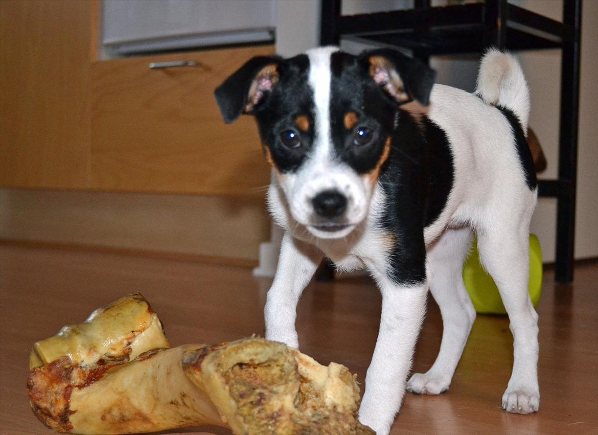 Dansk svensk gaardhund silke billede 13