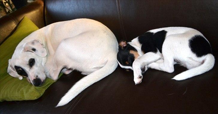 Dansk svensk gaardhund silke billede 3