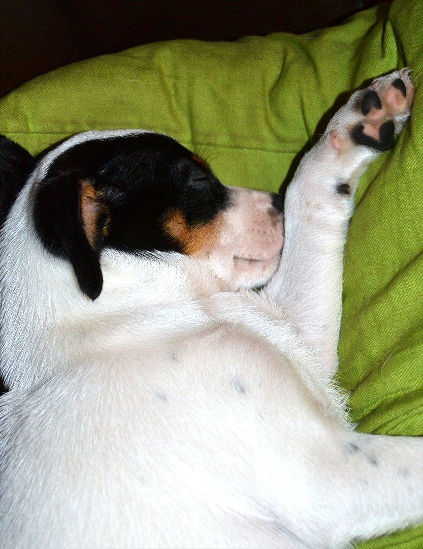 Dansk svensk gaardhund silke billede 14