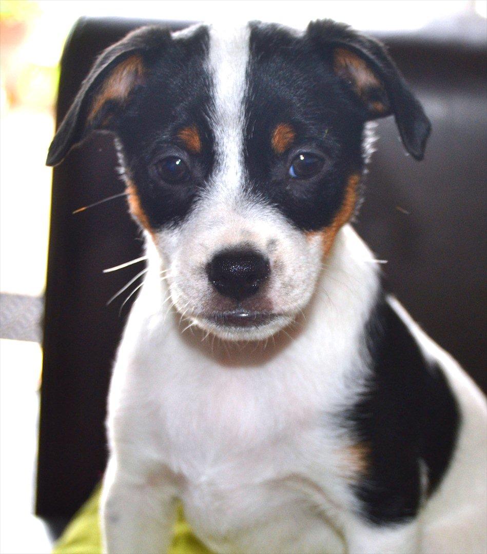 Dansk svensk gaardhund silke billede 15