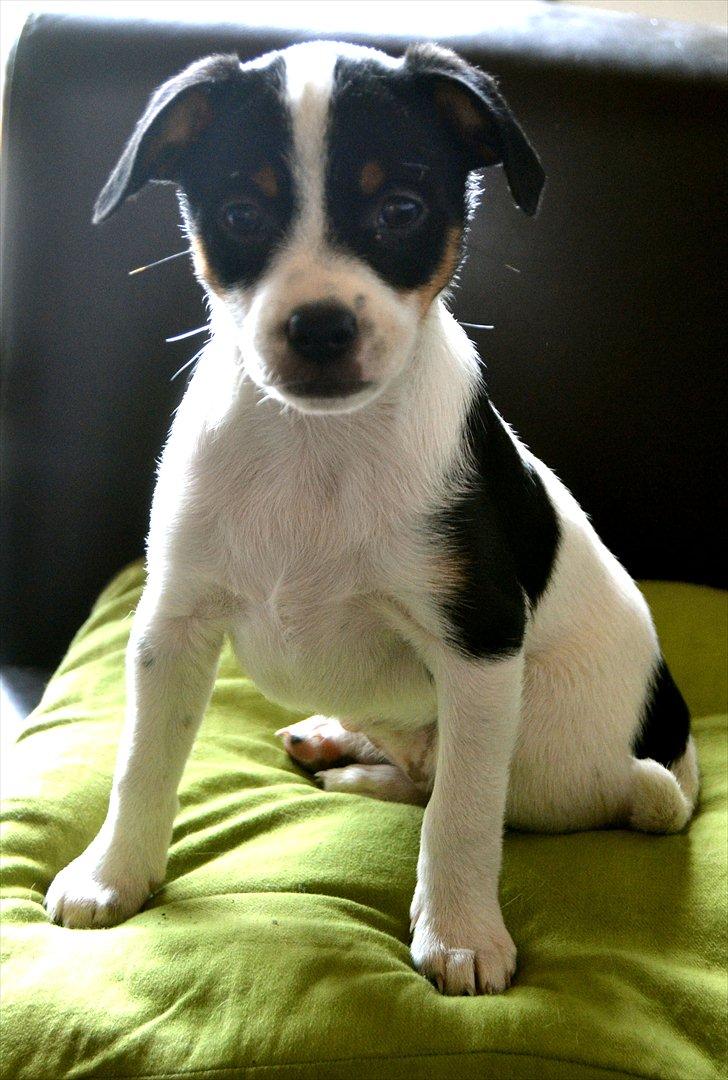 Dansk svensk gaardhund silke billede 9