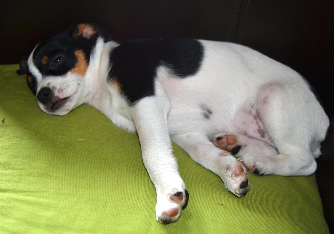 Dansk svensk gaardhund silke billede 16