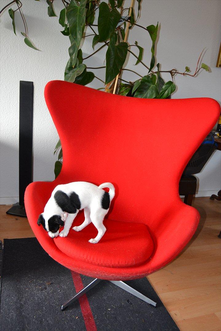 Dansk svensk gaardhund silke billede 17