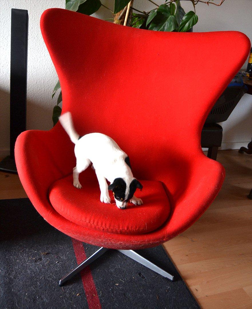 Dansk svensk gaardhund silke billede 18