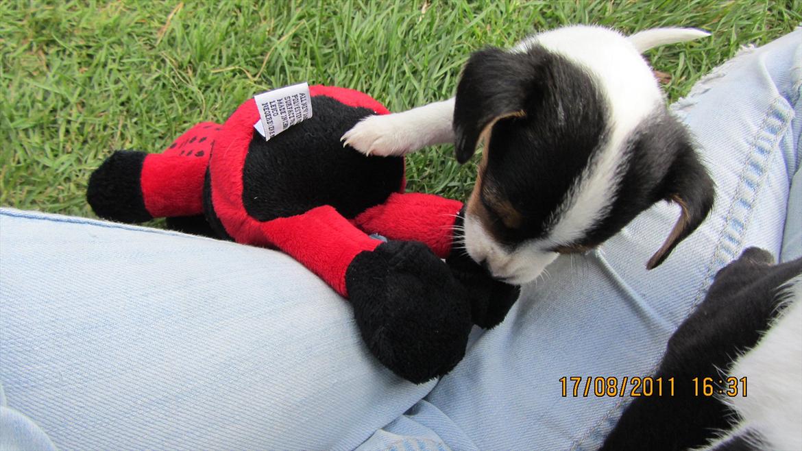 Blanding af racer Szhirley billede 5